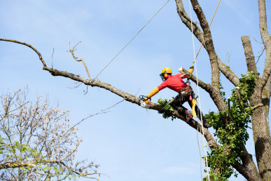 Tree Felling Dulwich