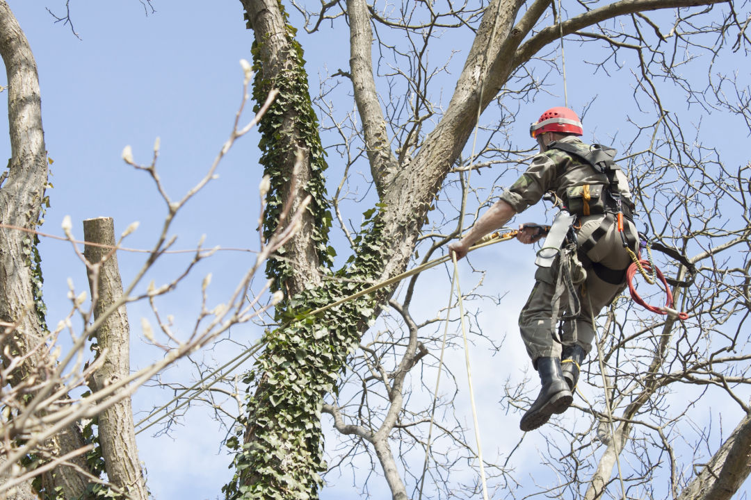 Tree Pruning